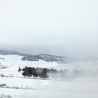 Wild White West
