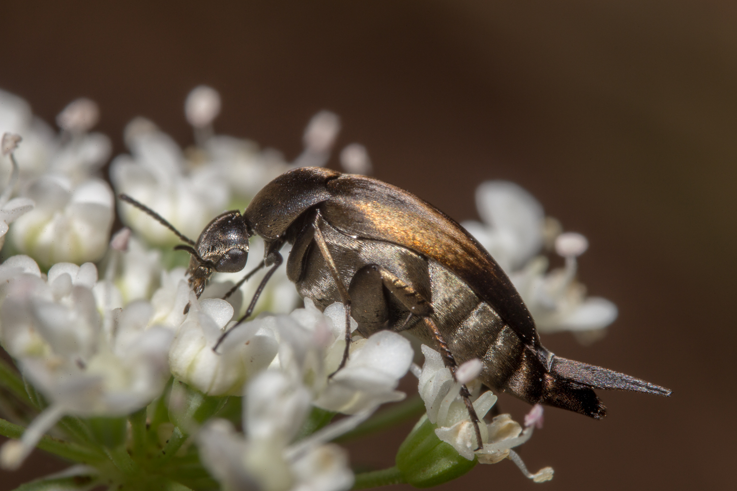 Macro artistic insects