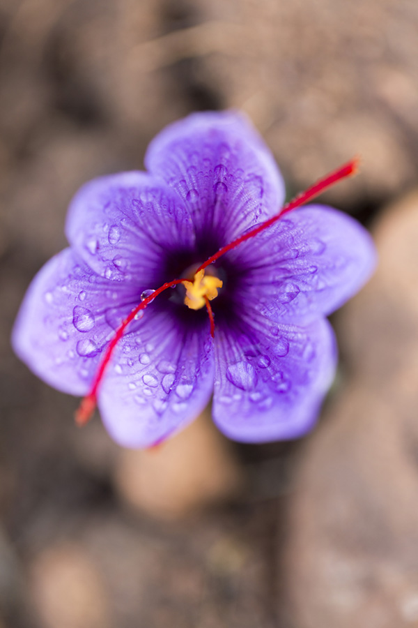 Saffron: Morocco's Red Gold