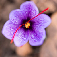 Saffron: Morocco's Red Gold