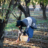 Saffron: Morocco's Red Gold