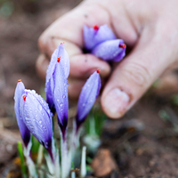 Saffron: Morocco's Red Gold