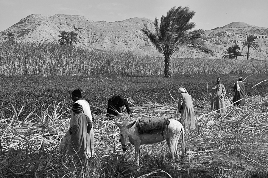 Sugar Cane along the Nile River