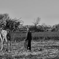 Sugar Cane along the Nile River