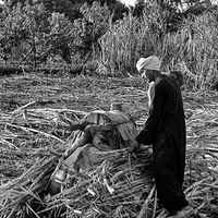 Sugar Cane along the Nile River