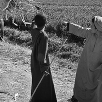 Sugar Cane along the Nile River