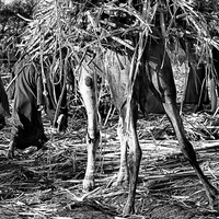 Sugar Cane along the Nile River