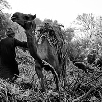 Sugar Cane along the Nile River