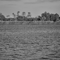 Sugar Cane along the Nile River