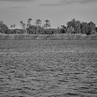 Sugar Cane along the Nile River