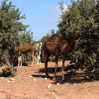 Daily live in Morocco 