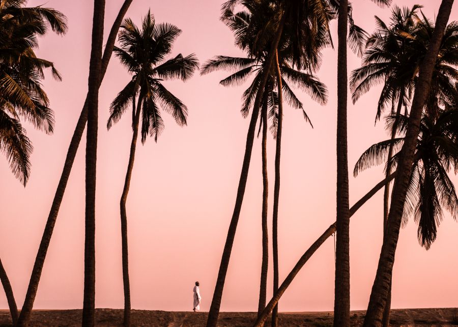 Landscape with coconut trees