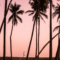 Landscape with coconut trees