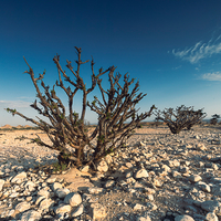 Khareef, Dhofar Region, Oman