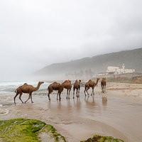 Khareef, Dhofar Region, Oman