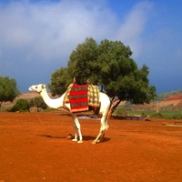 Turquoise Tipaza