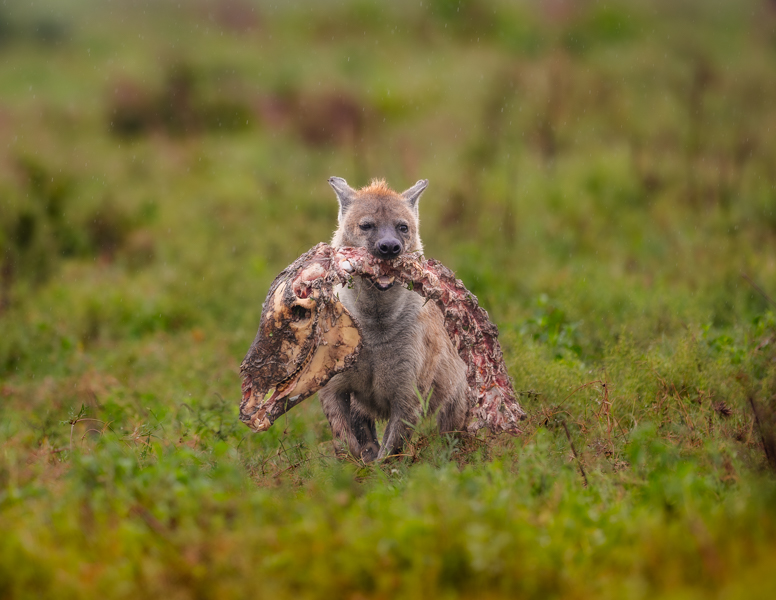 Hyena with its catch