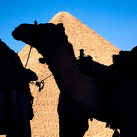 Camel silhouettes at the pyramids