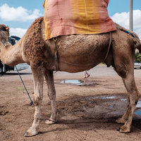 Marrakech 2018