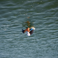 THEY FLY ABOVE WATER