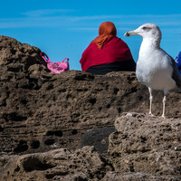 Everyday Essaouira