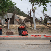 Framing Algeria