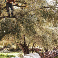 Oued Zat, Last Harvest