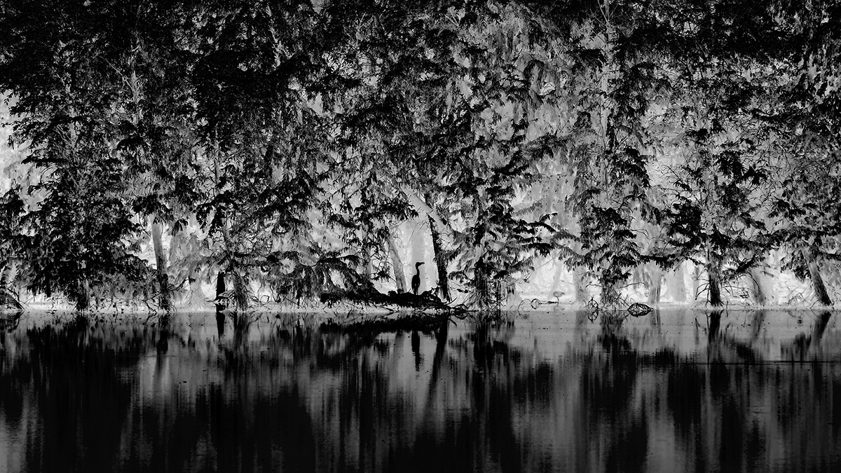 <Forest>