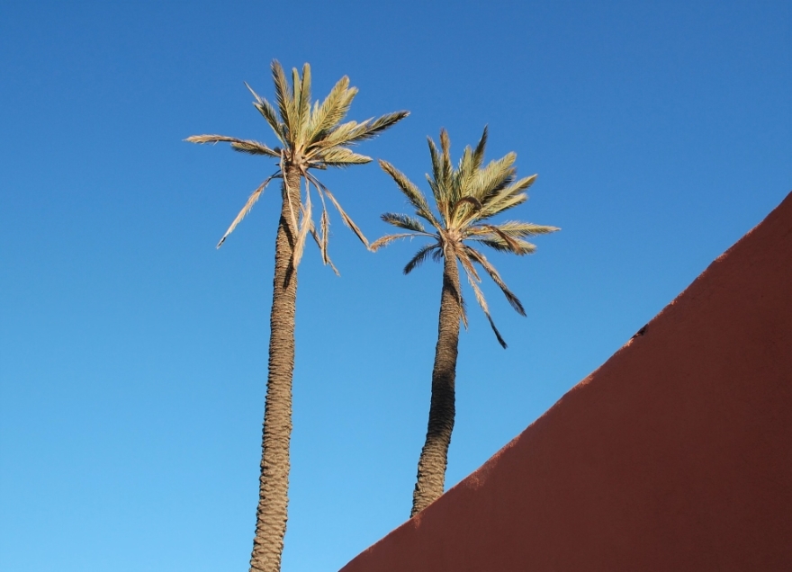 Obsession murs et palmiers de Marrakech