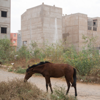 Maroc Habitat - The Urban Transformation of Morocco